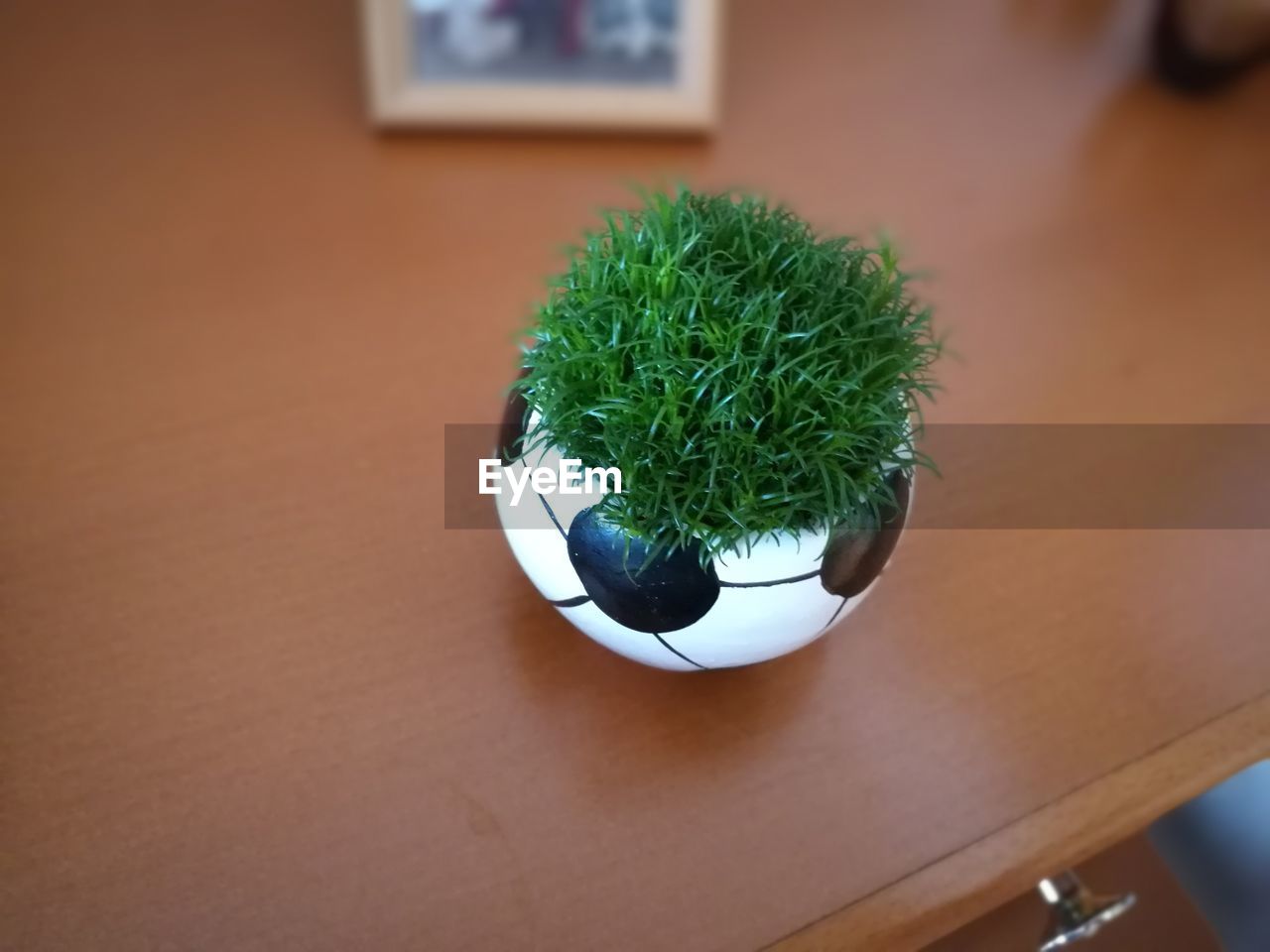 High angle view of potted plant on table