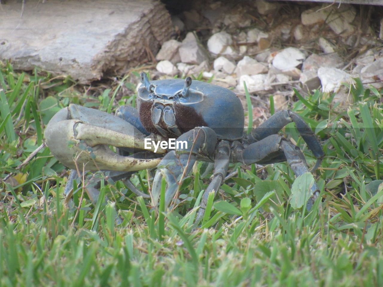 Close-up of blue crab on grass