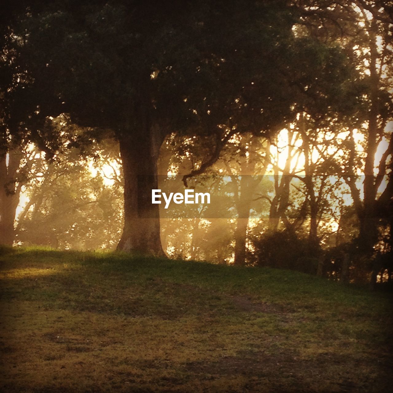 TREES ON LANDSCAPE