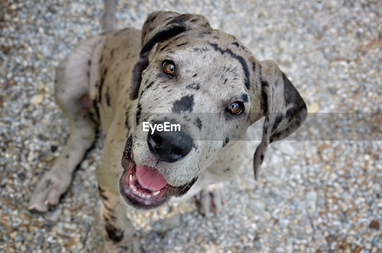 Close-up portrait of a dog