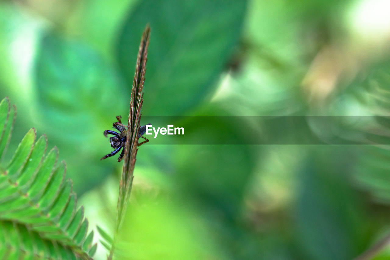 CLOSE-UP OF GRASSHOPPER ON PLANT