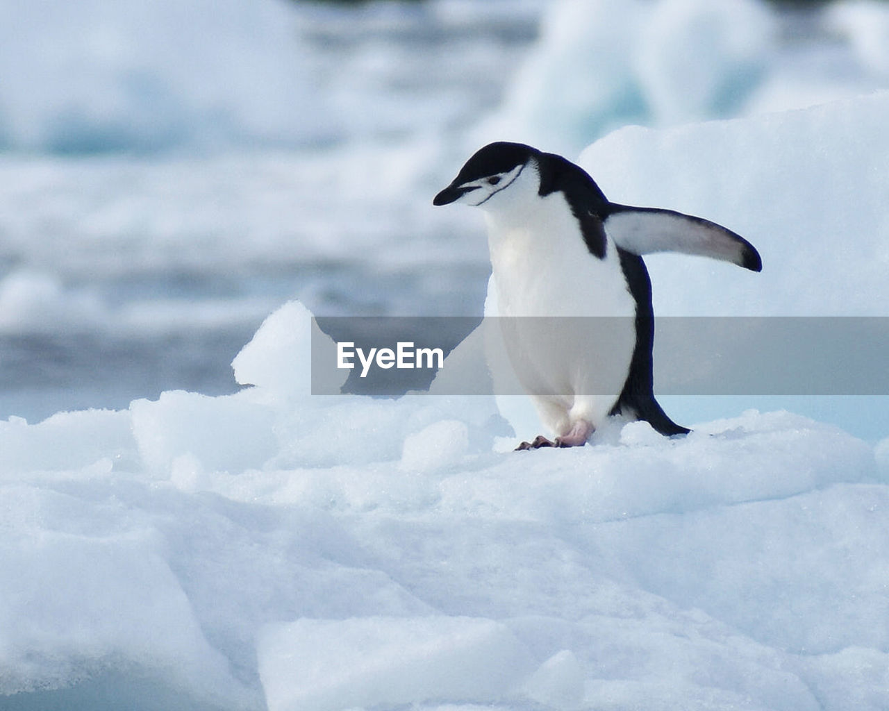 Close-up of penguin