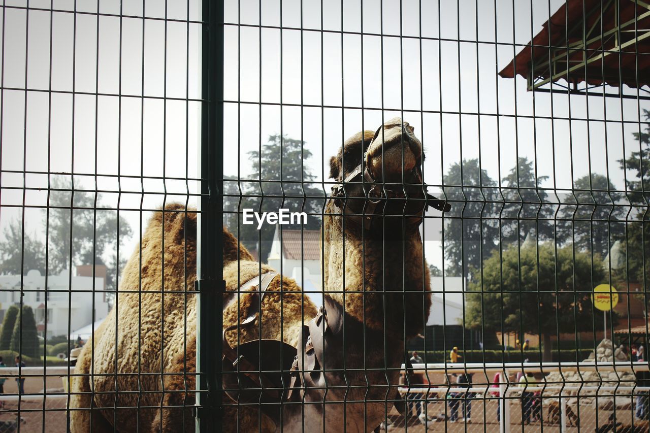 Camel seen through chainlink fence on sunny day against sky