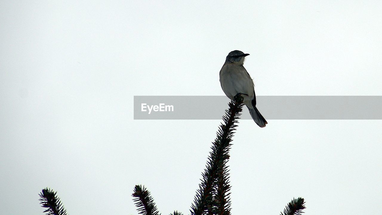 LOW ANGLE VIEW OF BIRD PERCHING ON A BRANCH