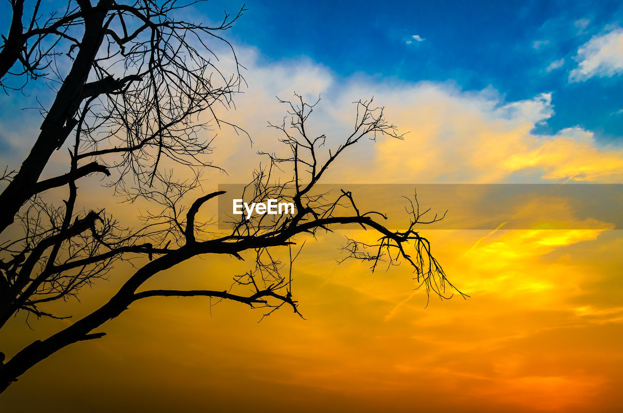 Low angle view of silhouette bare tree against orange sky