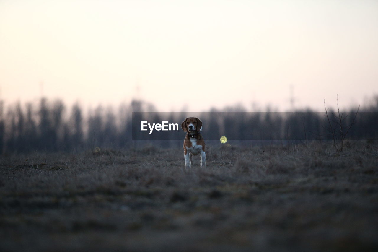 DOG STANDING ON FIELD AGAINST SKY