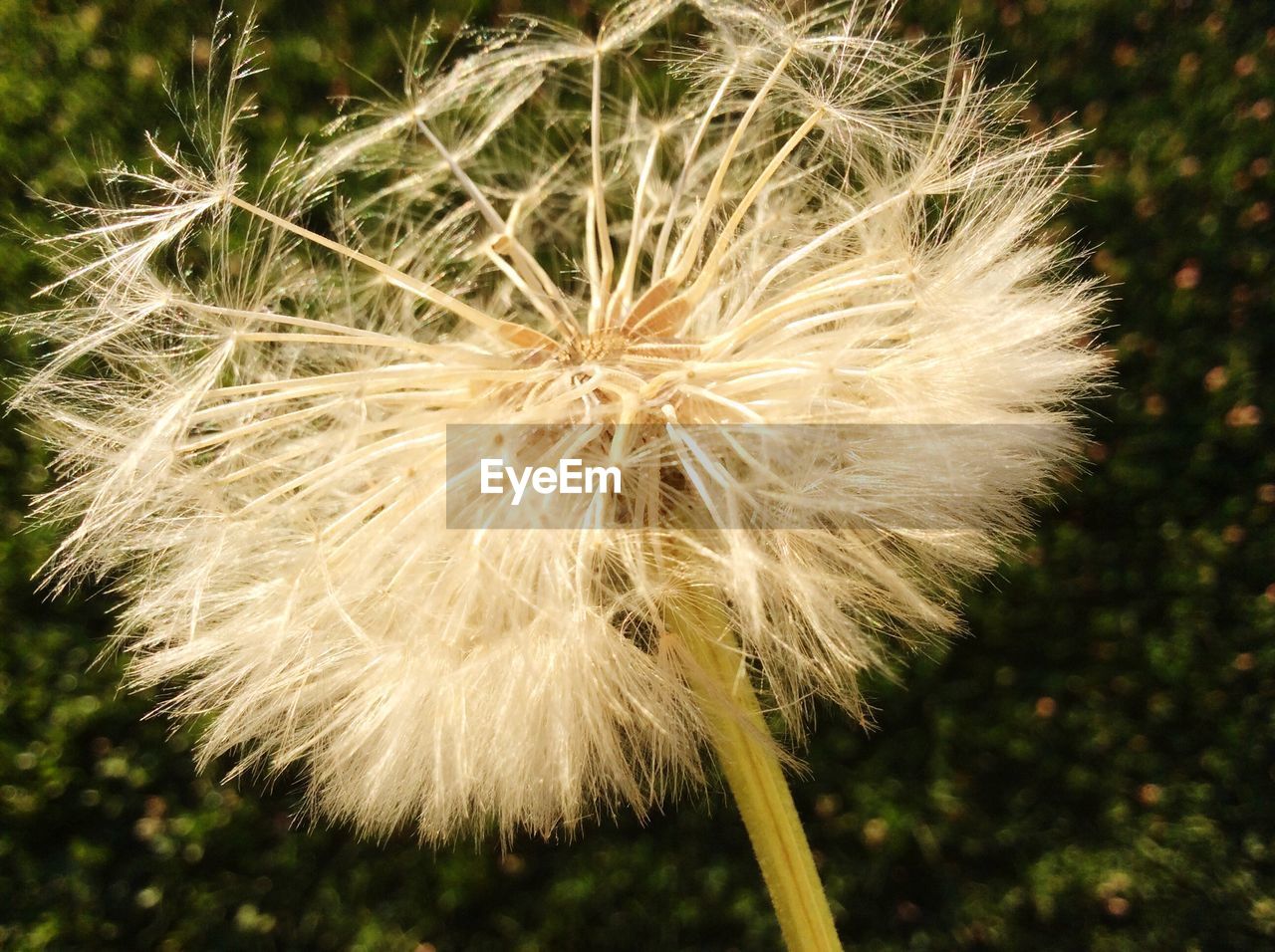 Close-up of dandelion