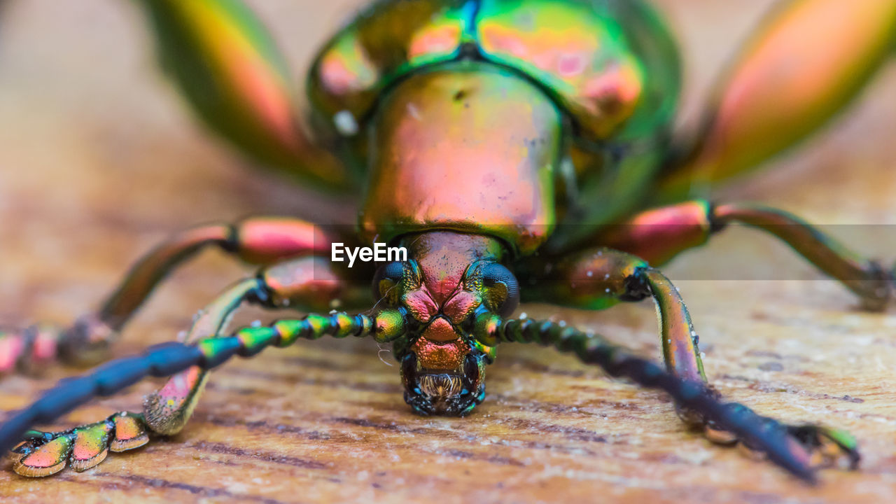 Purple green frog legged leaf beetle shot with macro lens