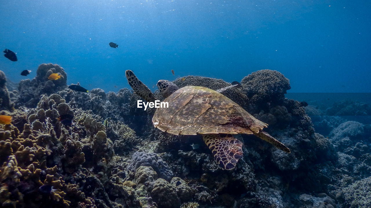Hawksbill sea turtle at bagalangit