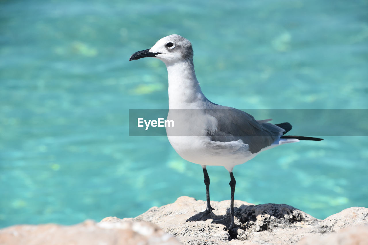 Fantastic laughing gull bird along the coast in the carribean.