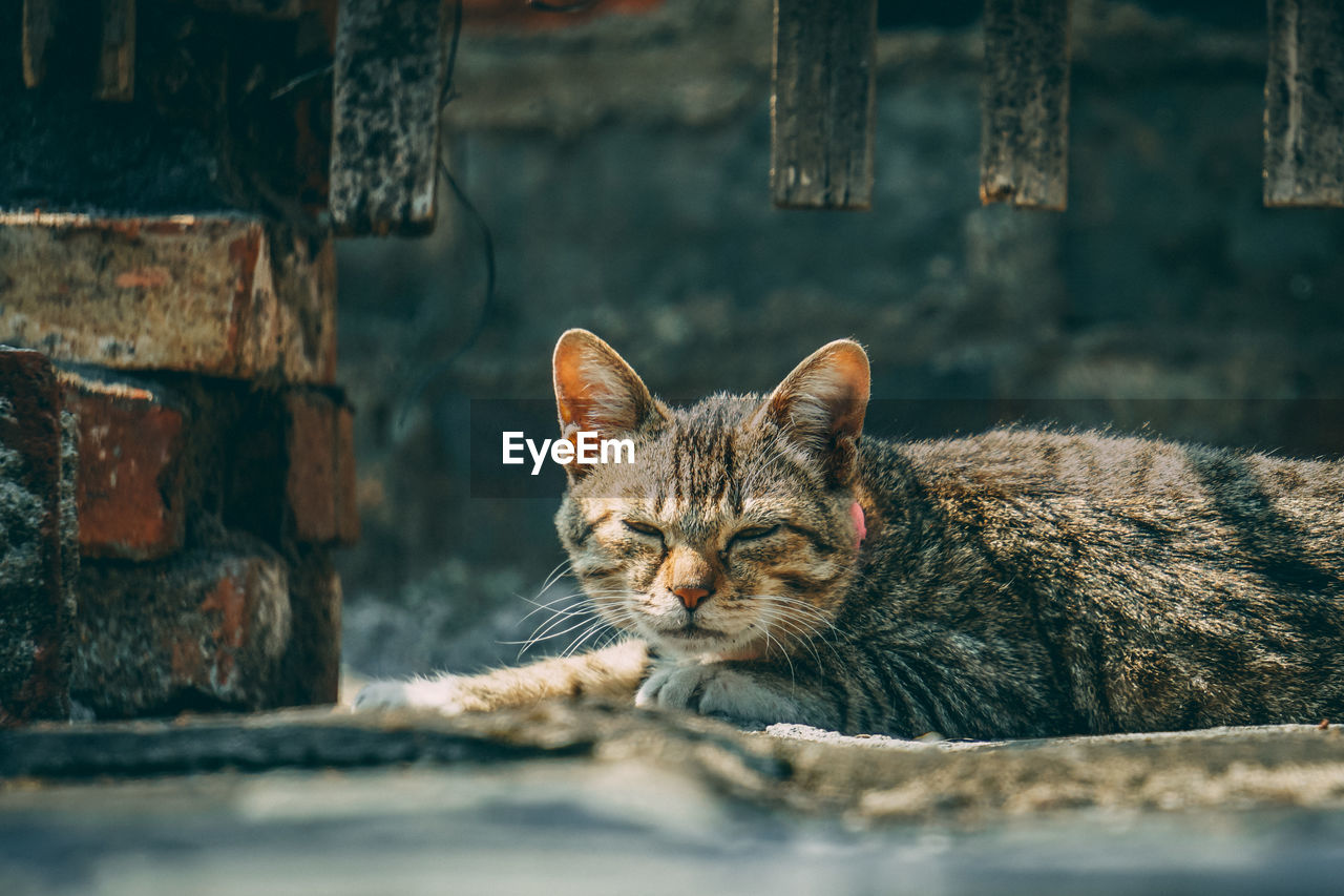 CLOSE-UP OF A CAT RESTING ON WALL