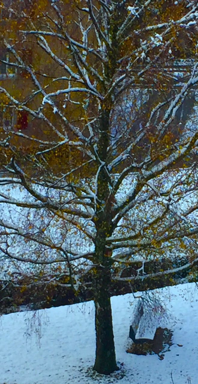 BARE TREES IN FOREST