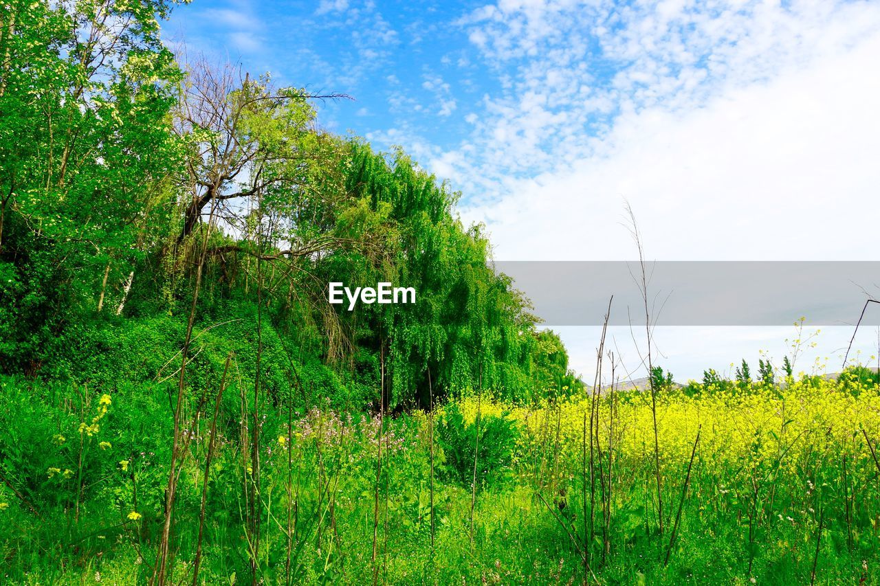 PLANTS GROWING ON FIELD
