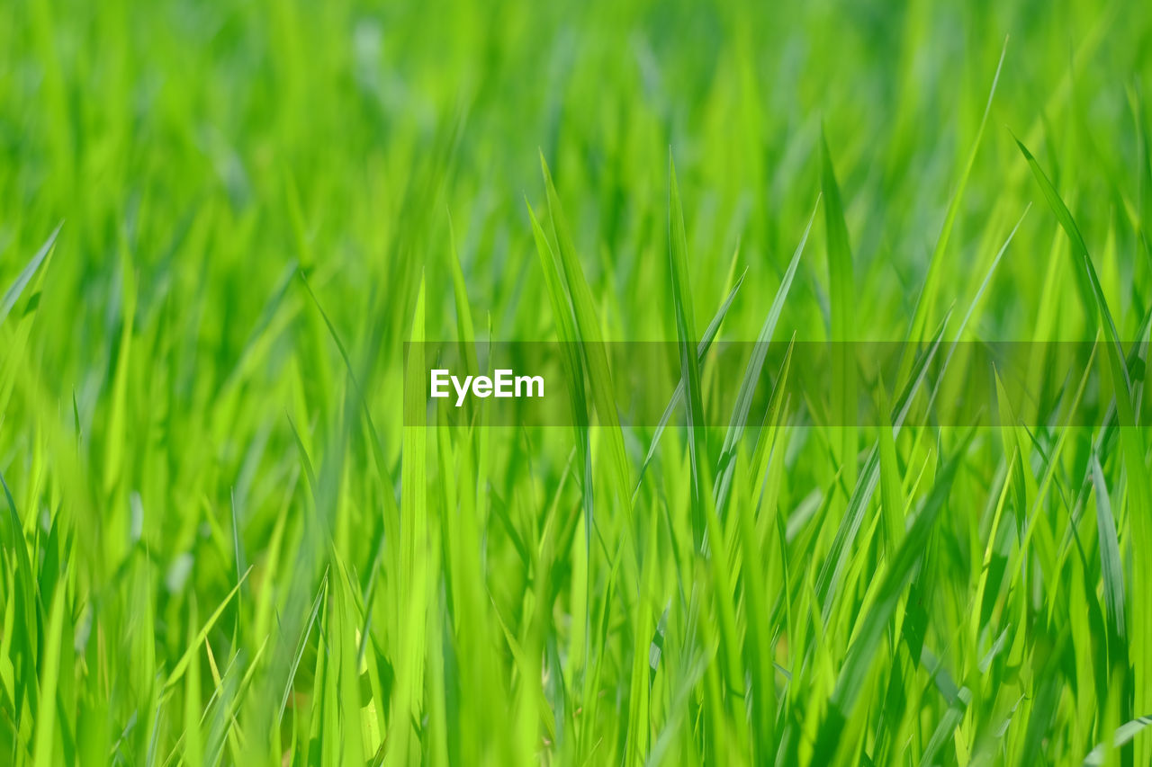 Full frame shot of fresh green grass