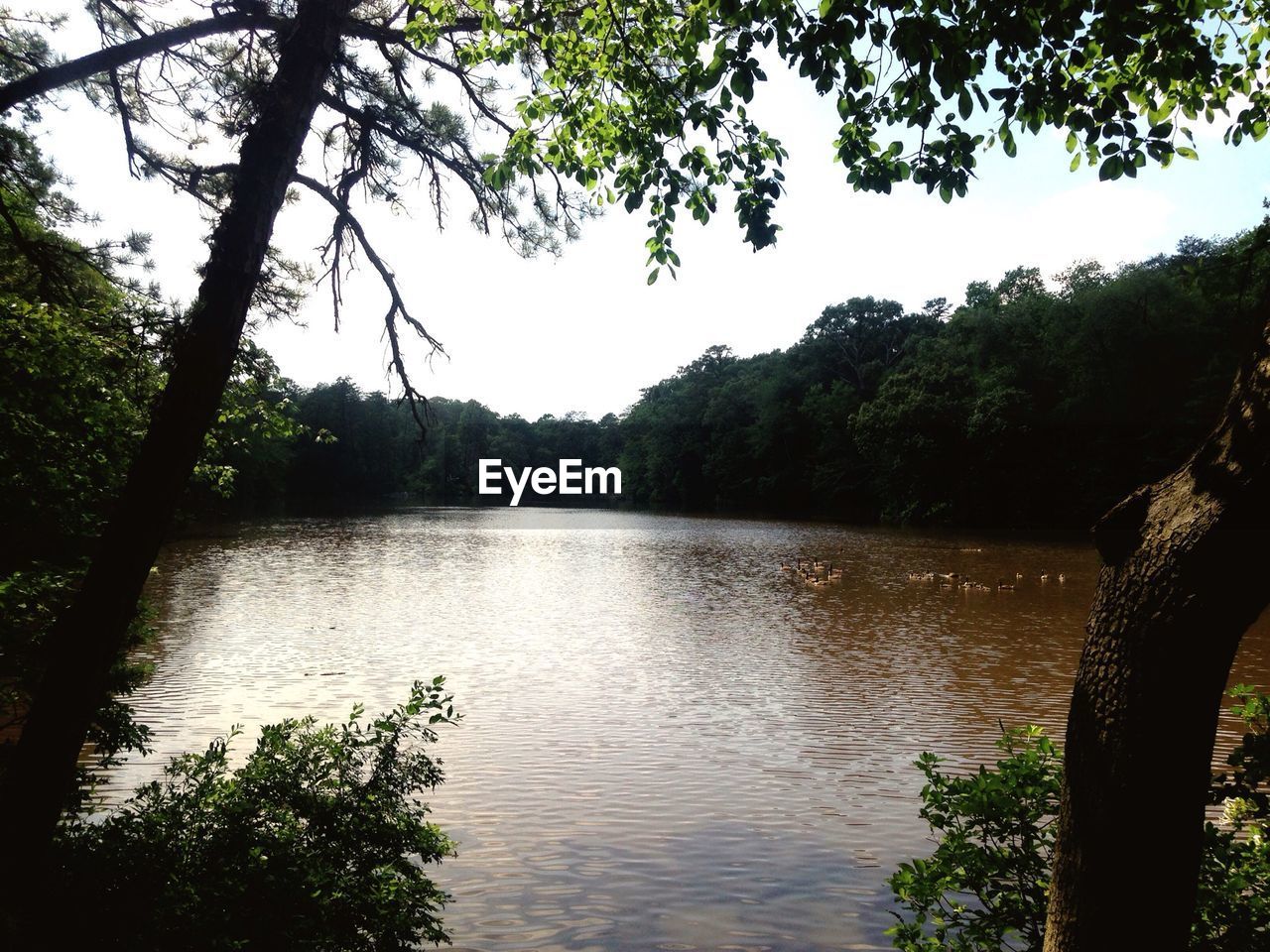 RIVER WITH TREES IN BACKGROUND