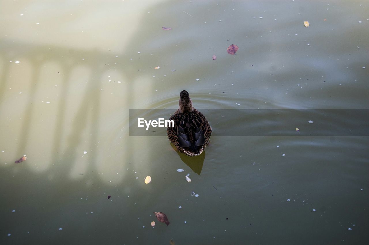 High angle view of duck swimming on lake