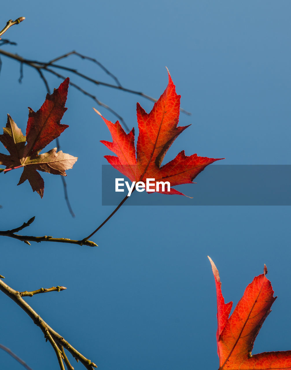 AUTUMN LEAVES AGAINST CLEAR SKY