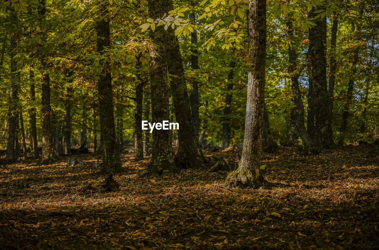 Landscape of chestnut trees forest in autumn, in el tiemblo, avila, castilla y leon, spain
