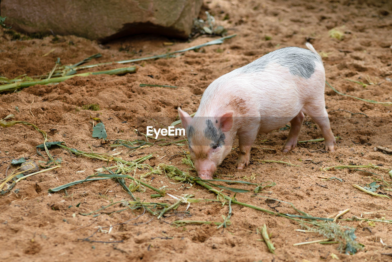 High angle view of pig in mud