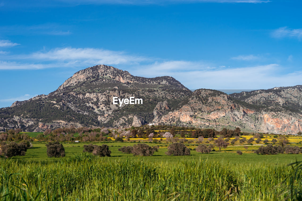 Scenic view of agricultural field against sky