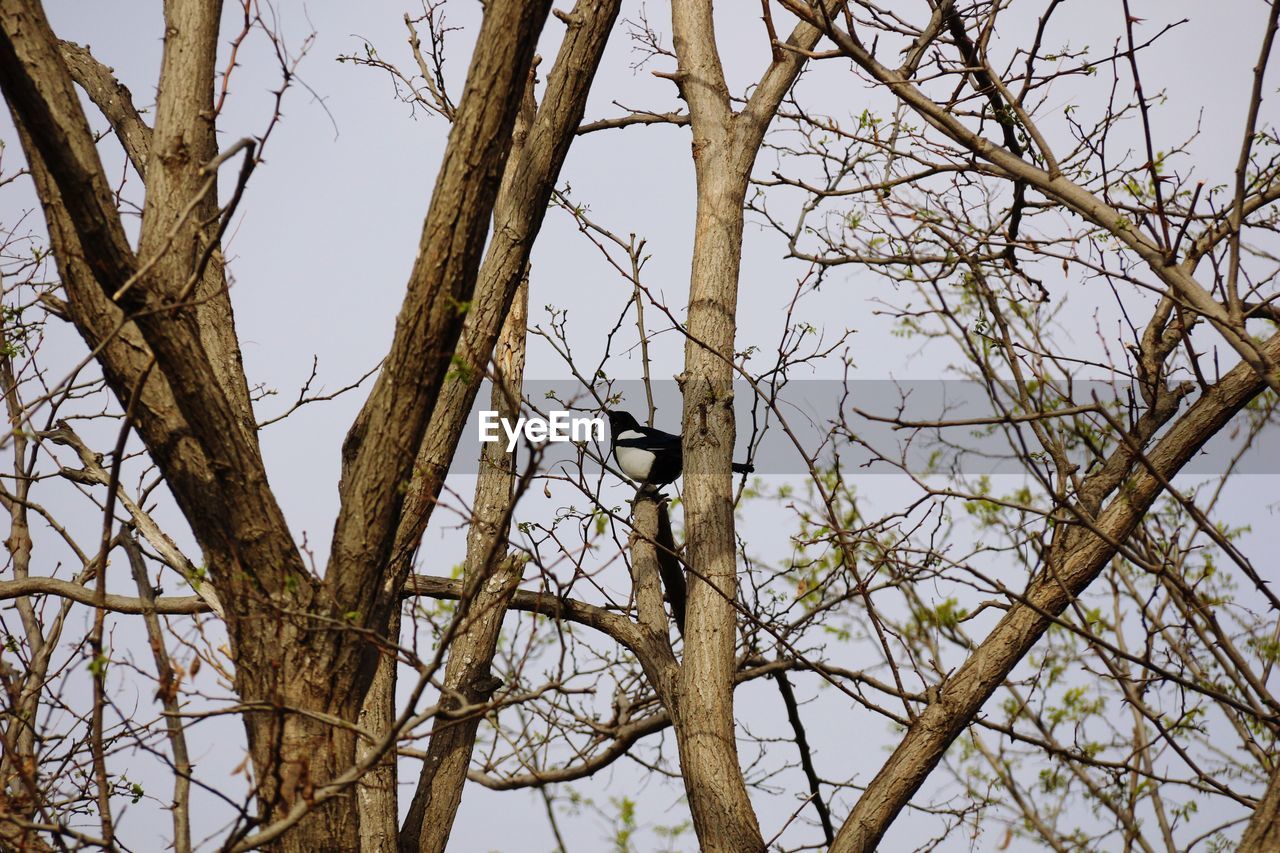 LOW ANGLE VIEW OF BIRDS PERCHING ON BARE TREE