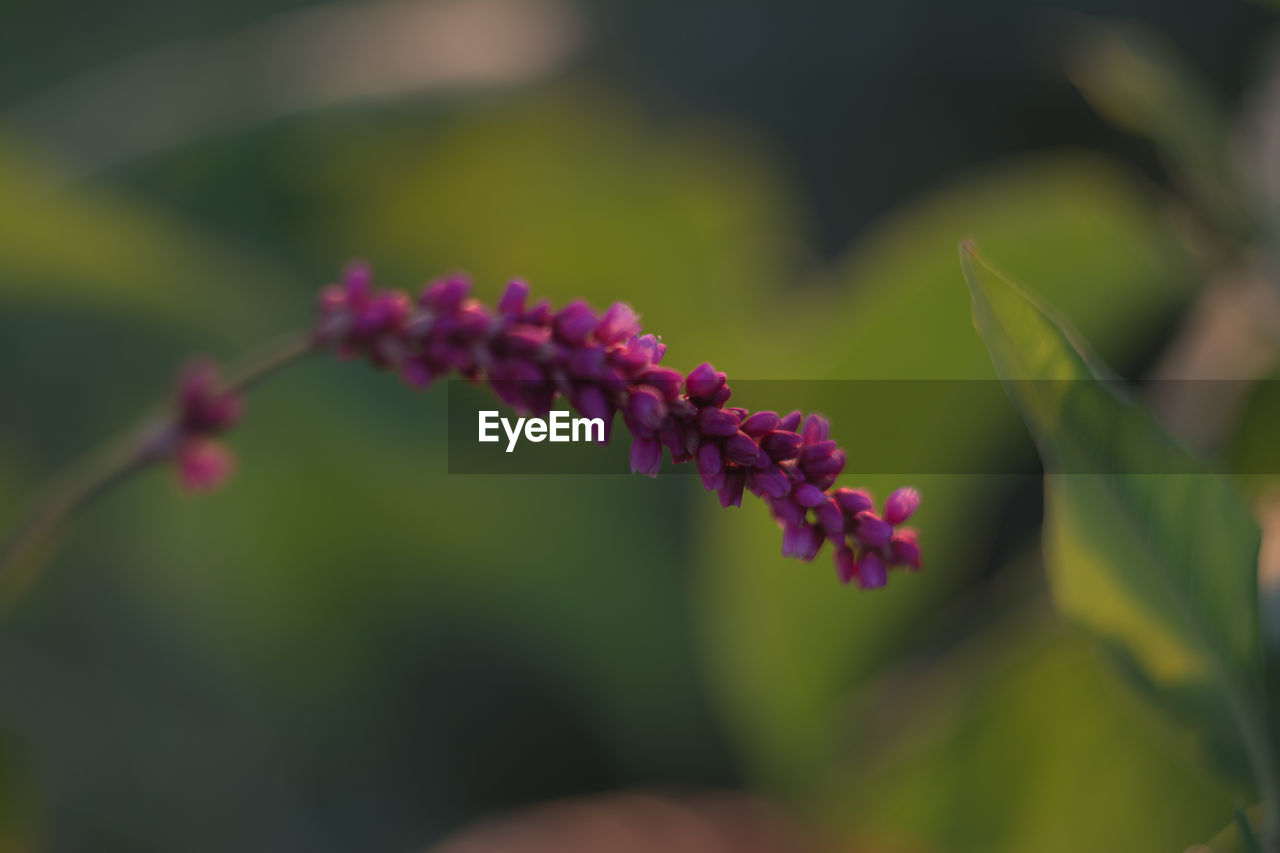 flower, flowering plant, plant, beauty in nature, freshness, nature, close-up, fragility, macro photography, growth, green, leaf, blossom, wildflower, focus on foreground, pink, purple, flower head, inflorescence, petal, no people, selective focus, day, plant stem, outdoors, springtime, botany, plant part