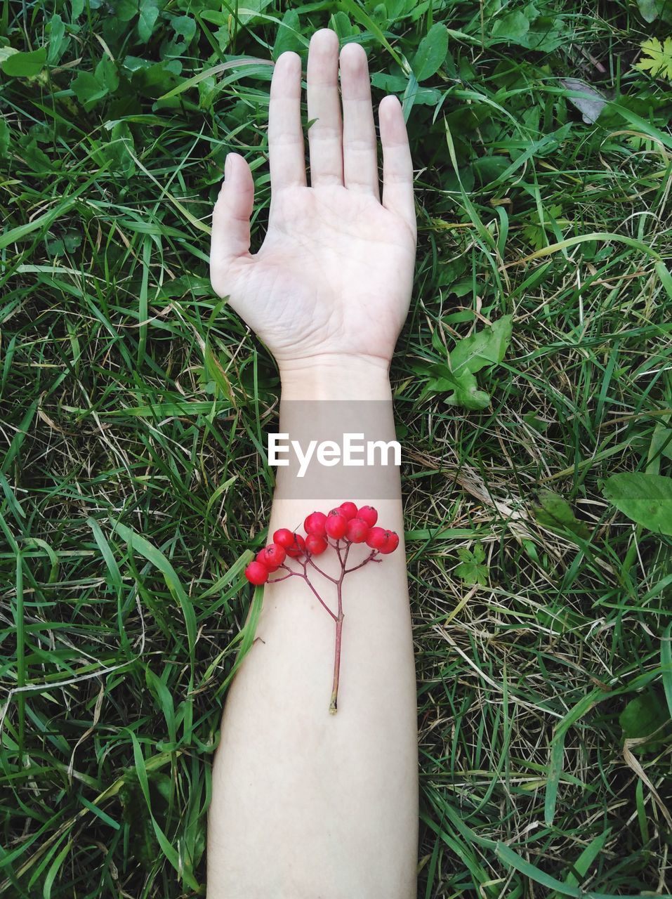 Cropped hand of woman with berry fruits