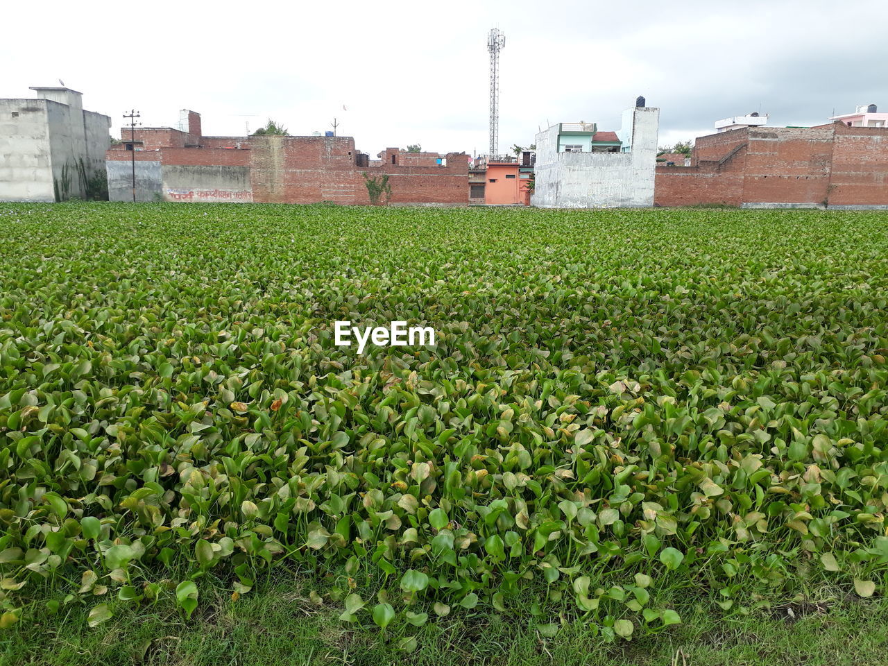 plant, grass, nature, green, day, growth, outdoors, tree, field, shrub, high angle view, lawn, beauty in nature, architecture, land, winter, leaf, snow, no people, built structure, cold temperature, soil