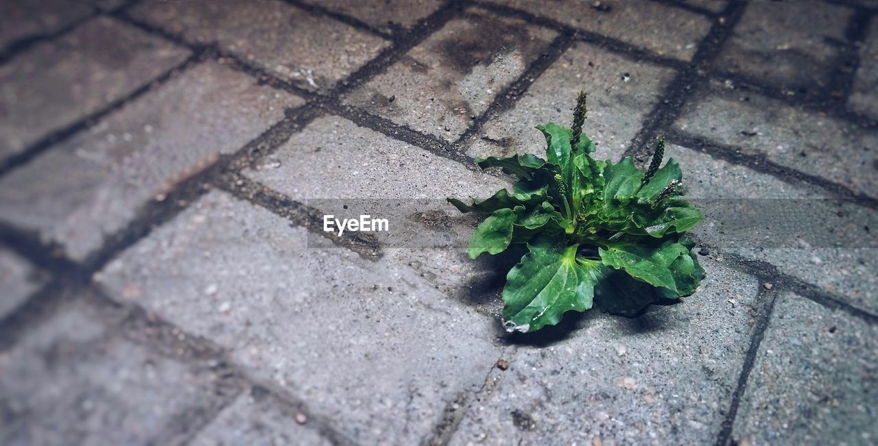 HIGH ANGLE VIEW OF PLANTS ON FOOTPATH