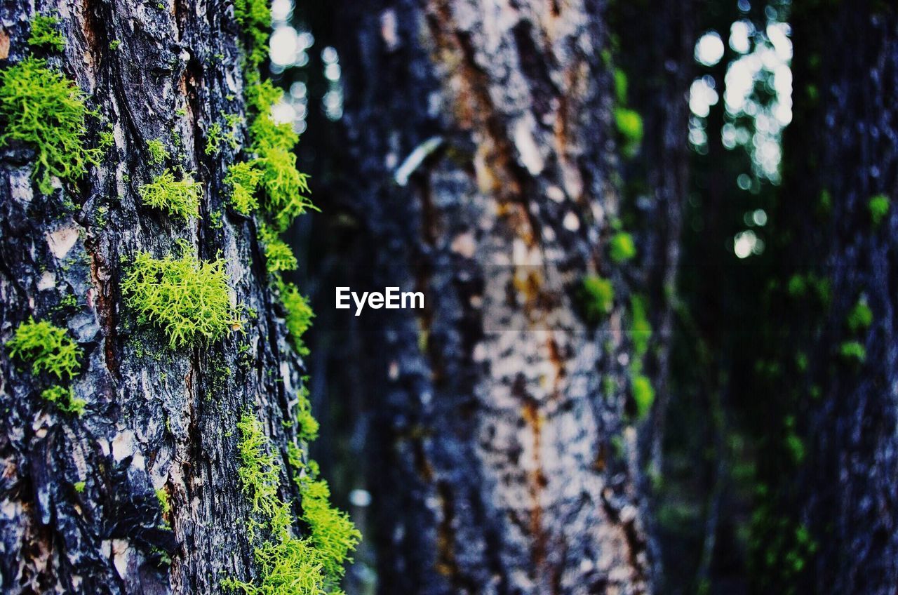 Moss growing on tree trunks