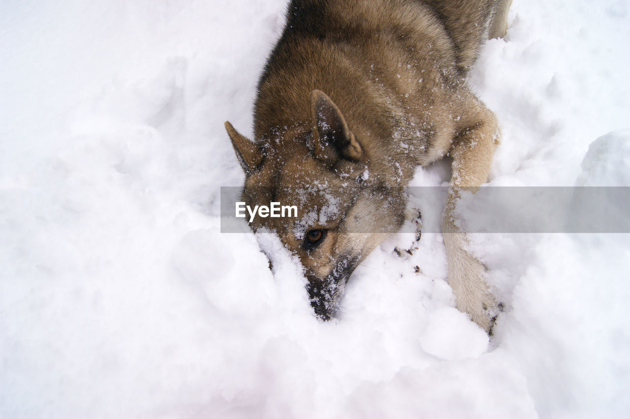 animal, animal themes, snow, one animal, winter, mammal, cold temperature, animal wildlife, wildlife, nature, no people, dog, outdoors, domestic animals, close-up, pet, white, high angle view, animal body part, environment, beauty in nature