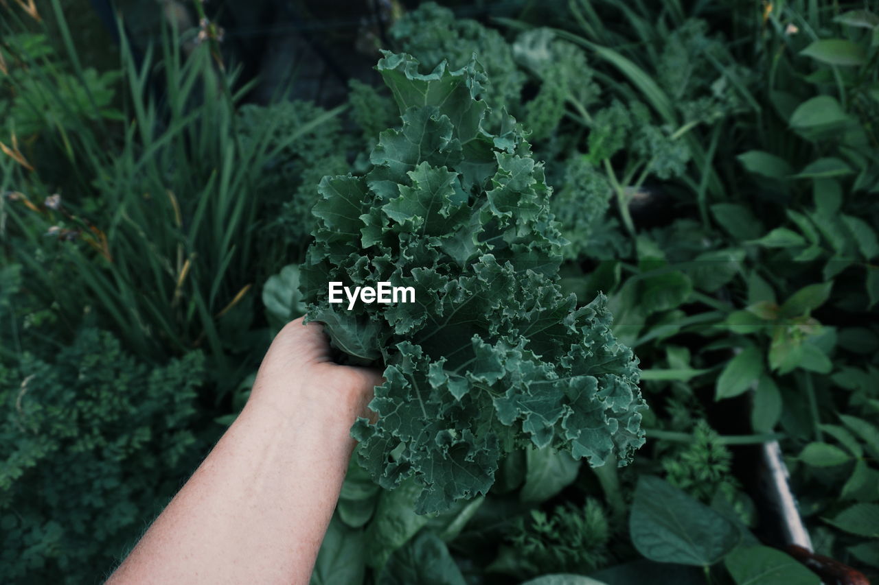 Cropped image of hand holding leaf vegetable by plants