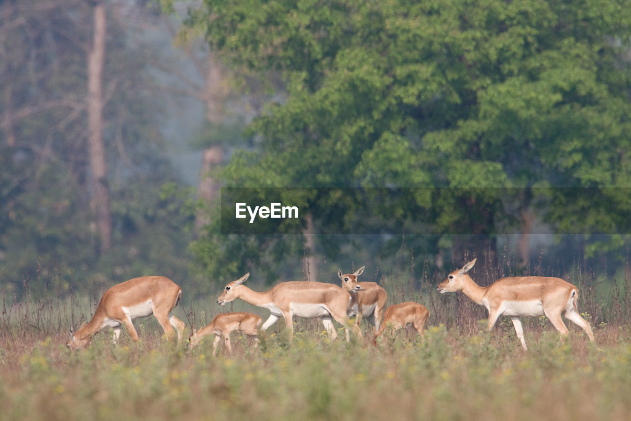 VIEW OF DEER IN FOREST
