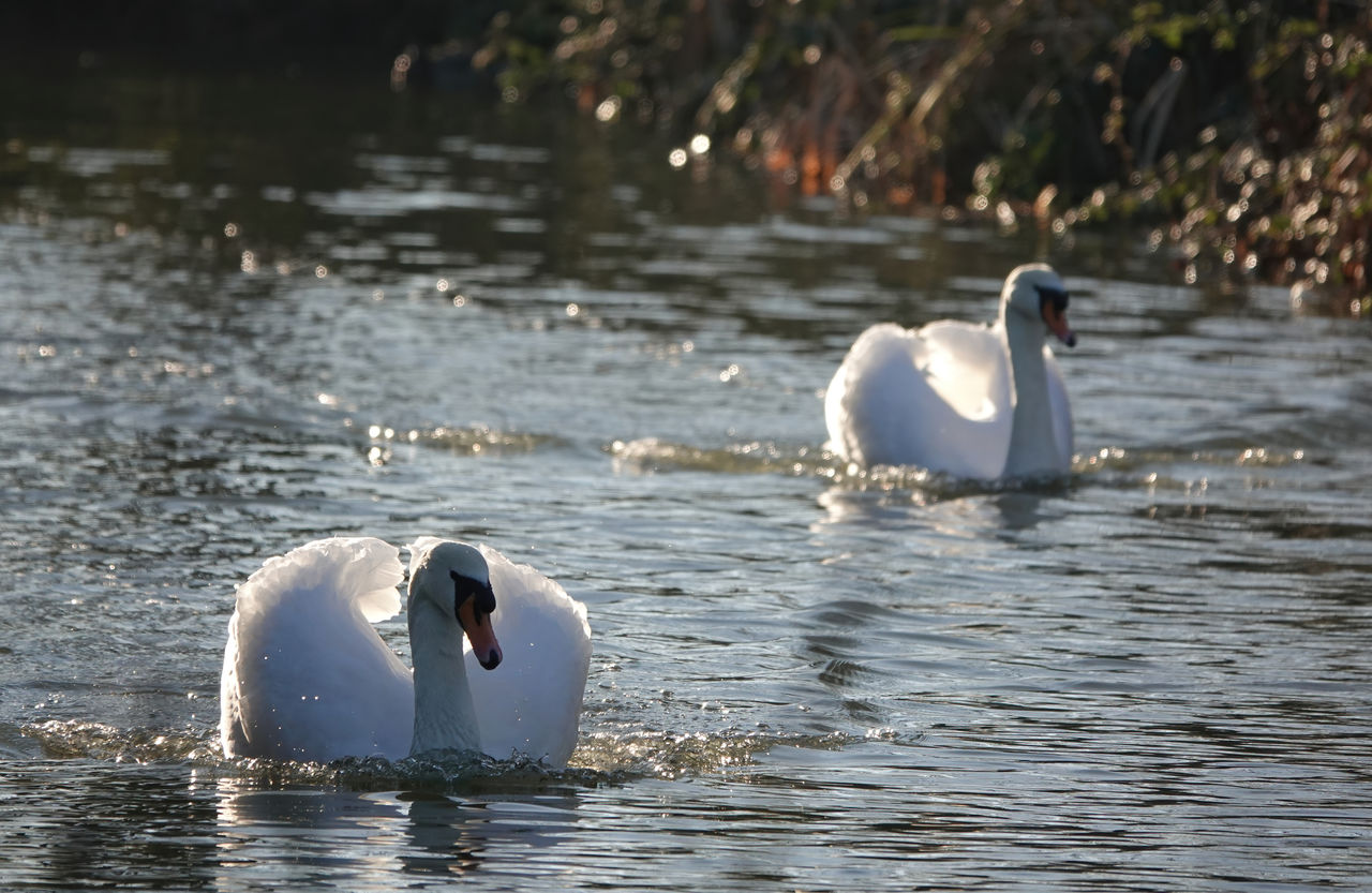 Two swans swimming in a river 