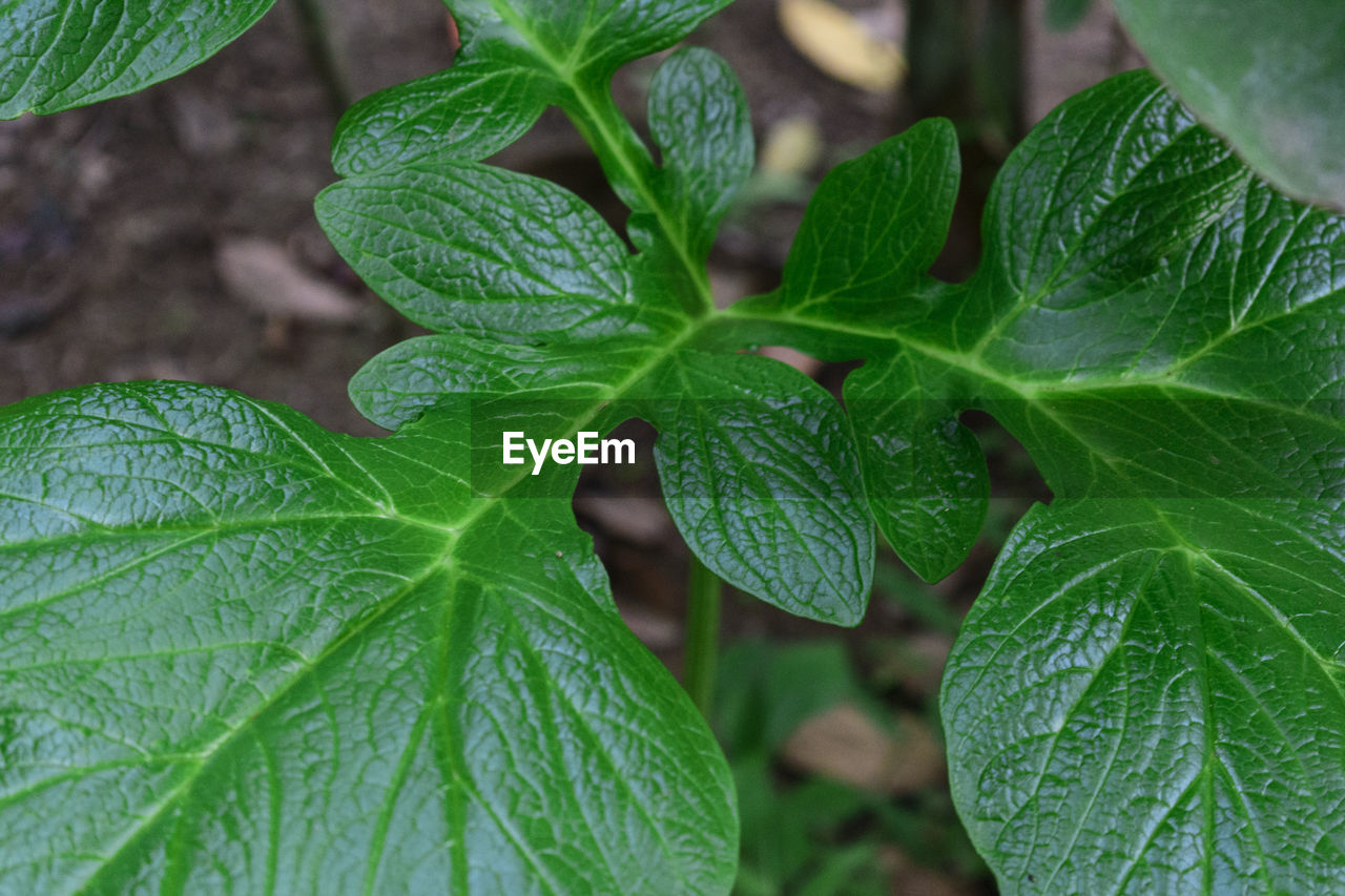 Close-up of fresh green leaves