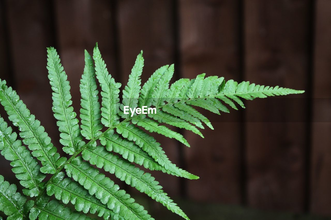 CLOSE-UP OF FERN LEAVES