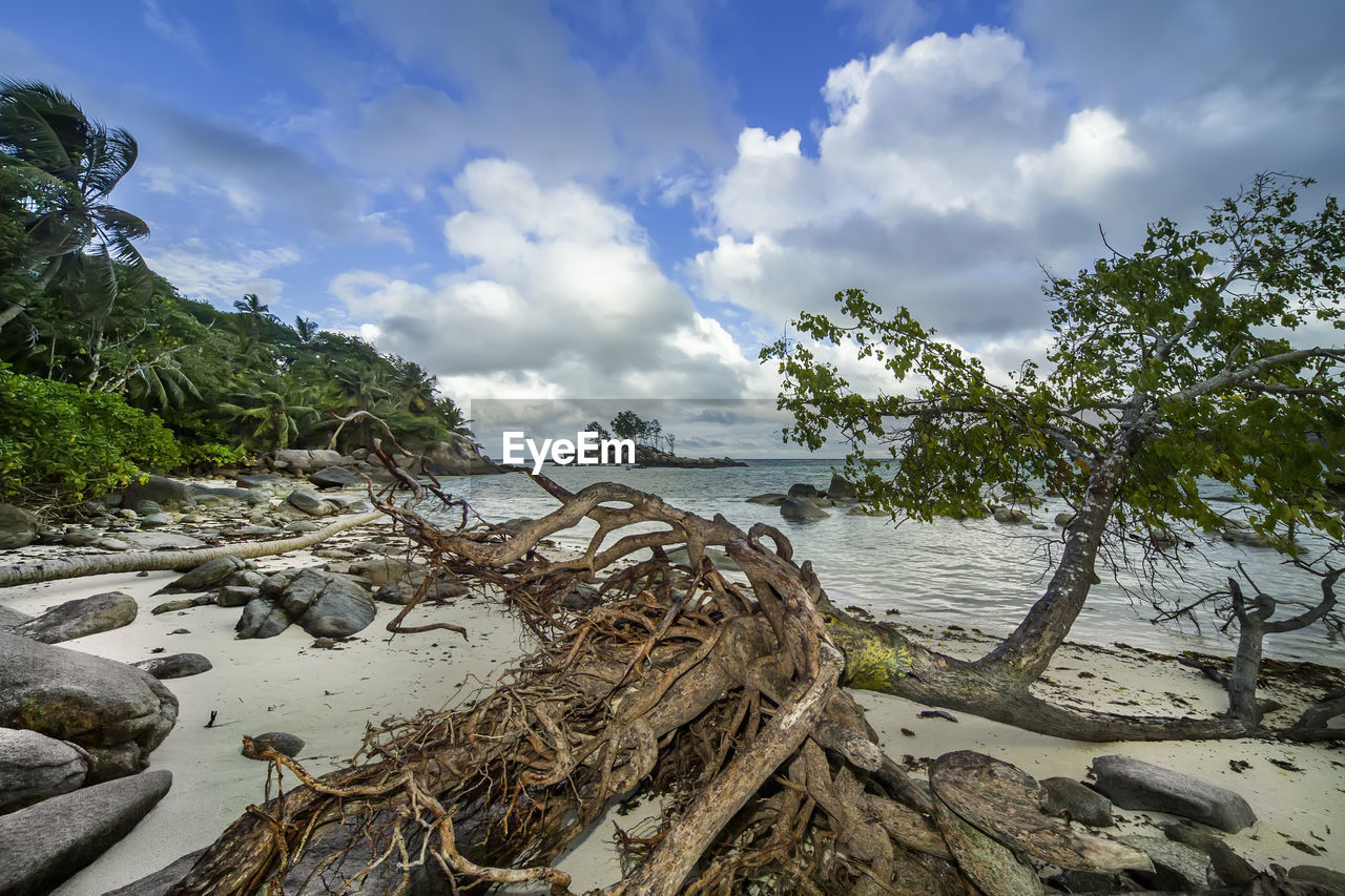 TREES ON BEACH AGAINST SKY