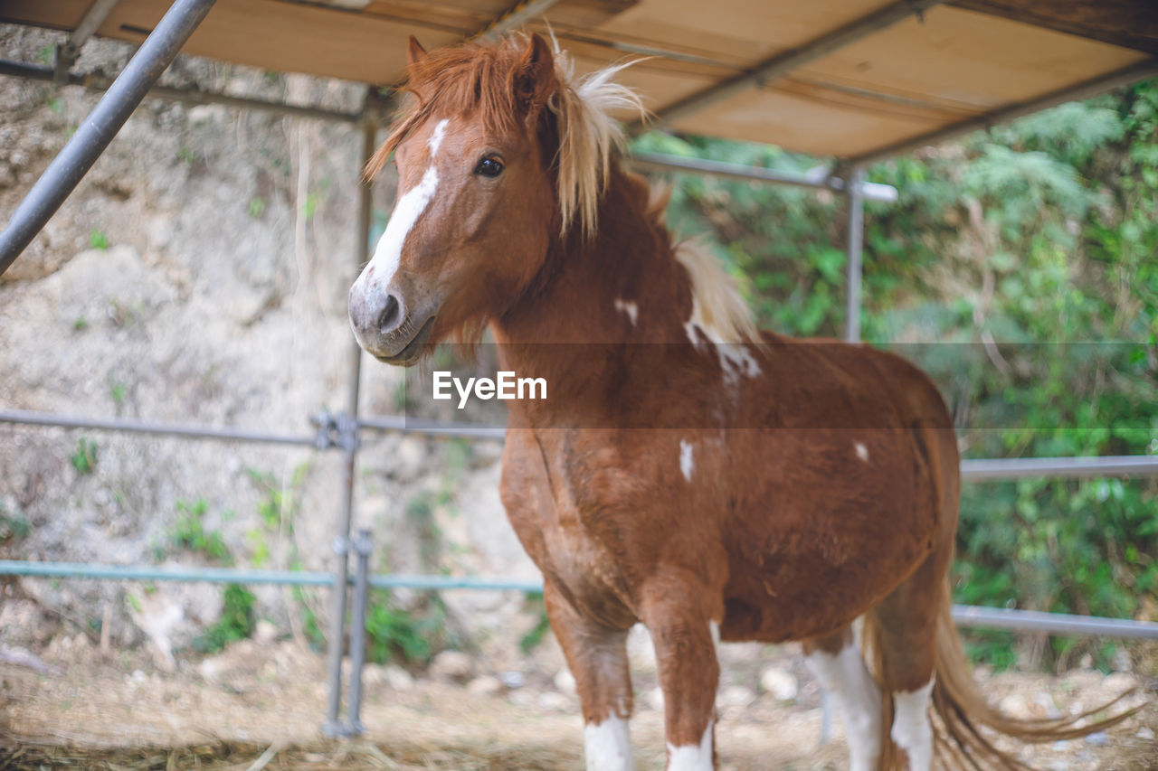 Cute brown-haired pony with white nose and legs japanese farm