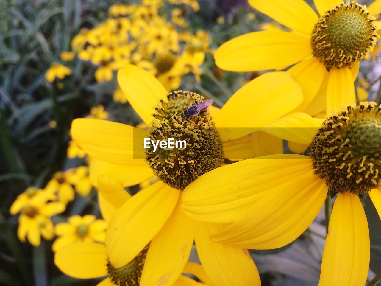 Close-up of bee pollinating yellow coneflower