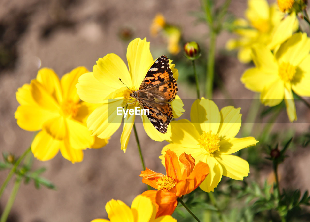 Butterfly on yellow flower