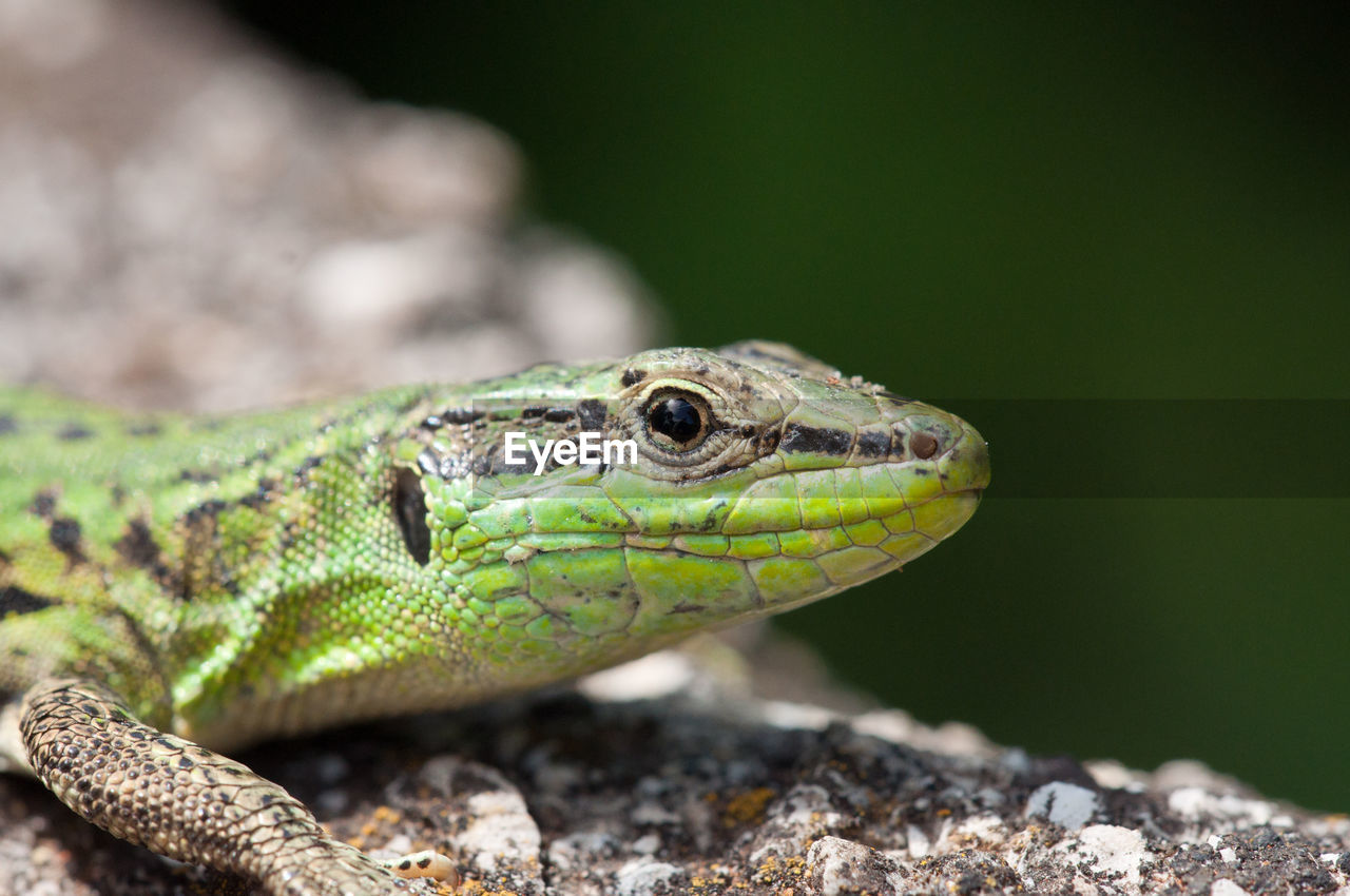 CLOSE-UP OF IGUANA