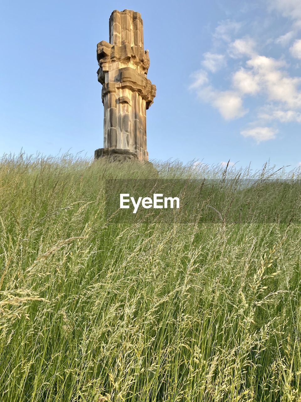 PLANTS GROWING ON FIELD