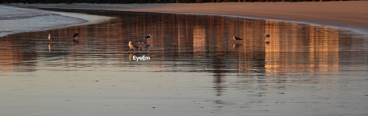 VIEW OF BIRDS ON THE WATER