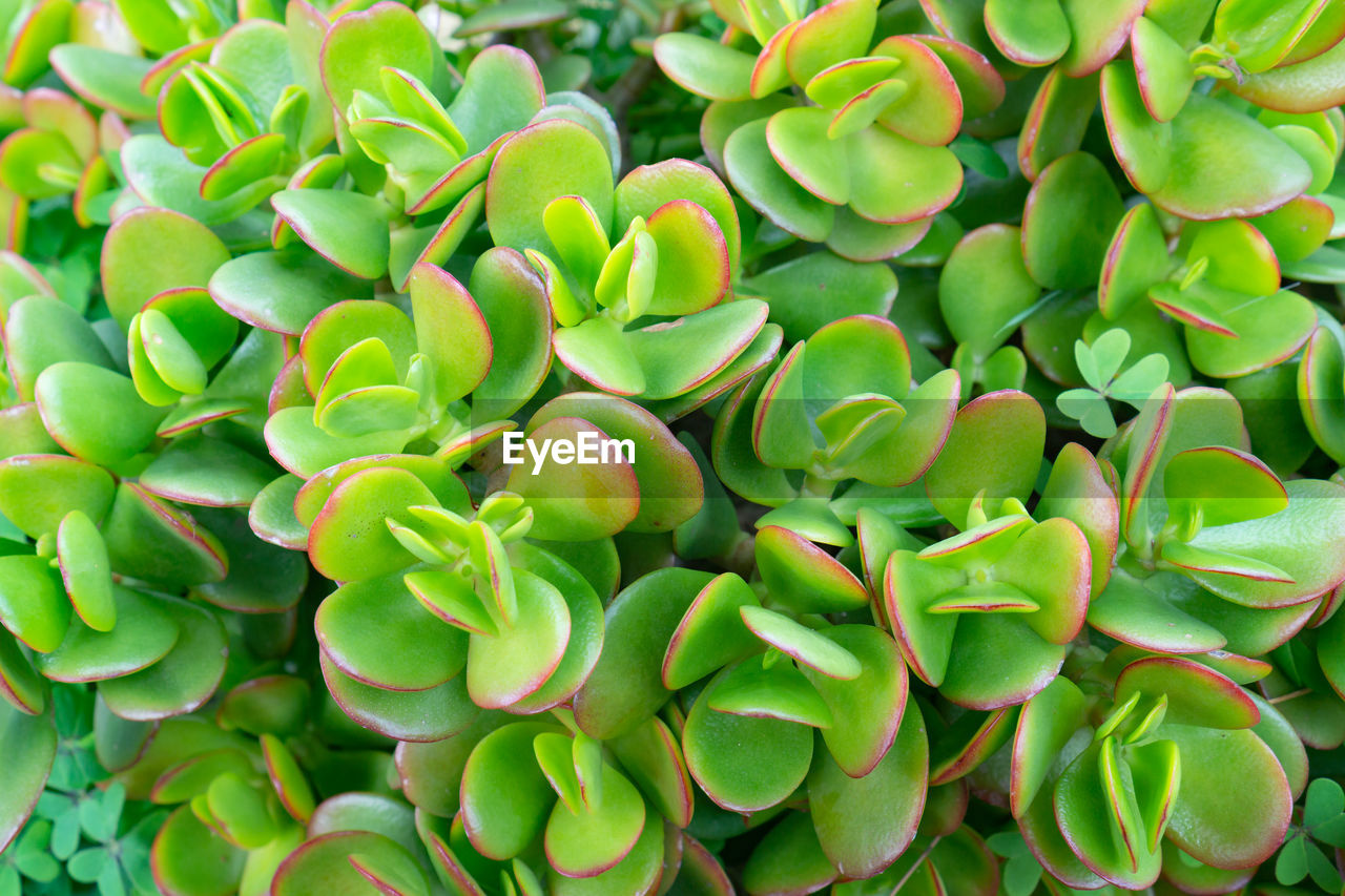 Close-up of beautiful green succulents