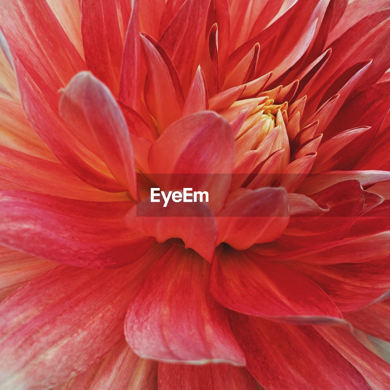 Full frame shot of beautiful red flower