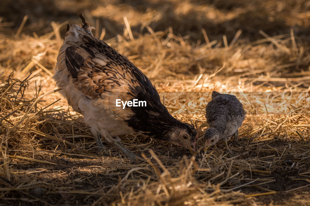 Close-up of bird with its young in nest