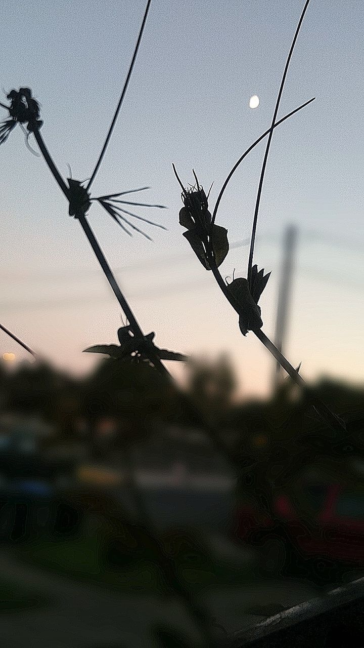 CLOSE-UP OF SPIDER WEB ON PLANTS