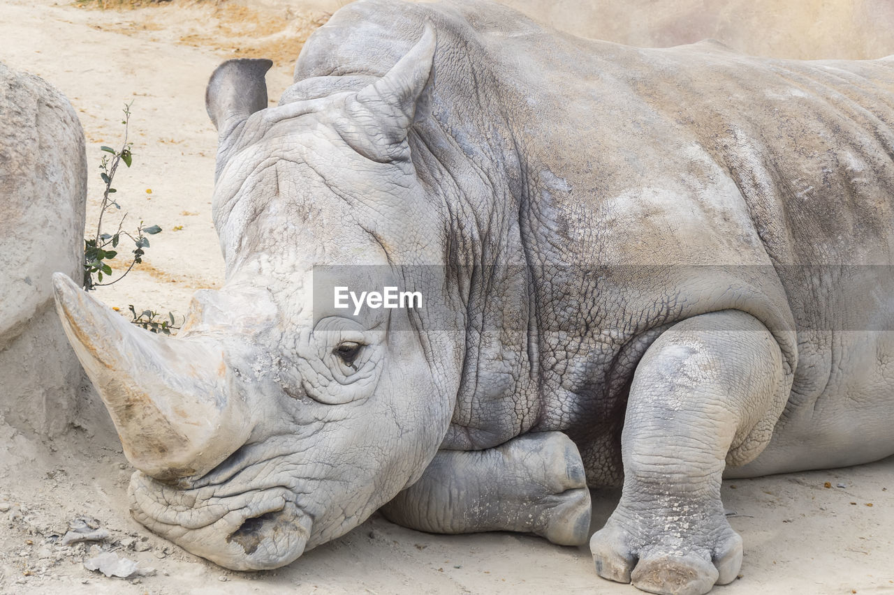 high angle view of elephant
