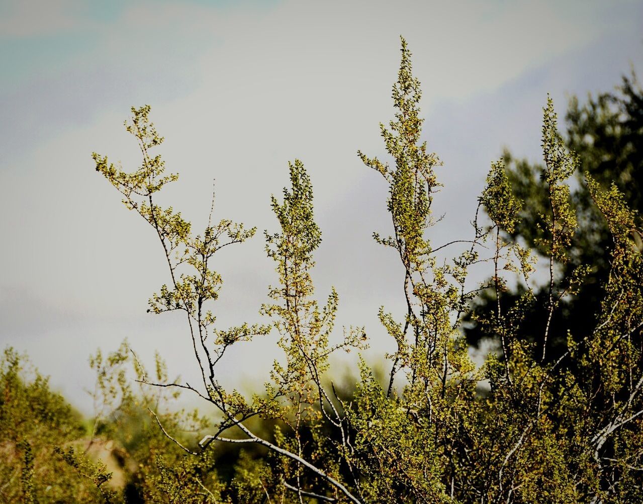 Trees against sky