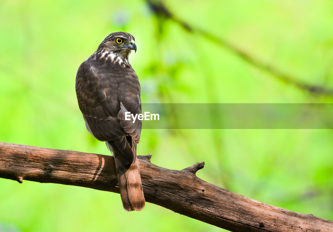 CLOSE-UP OF BIRD PERCHING ON WOOD
